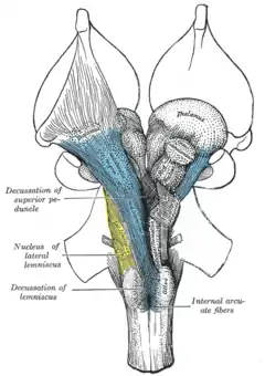 The brainstem from the front, showing a decussation of the superior pedicle and lemniscus, where nerve fibres from one side cross over to the next