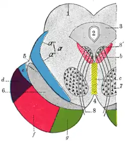 Transverse section through mid-brain; number 2 indicates the cerebral aqueduct.