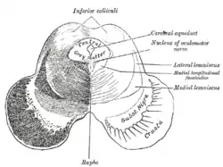 Transverse section of mid-brain at level of inferior colliculi.