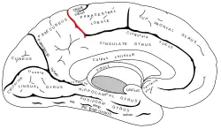 Marginal branch of cingulate sulcus.