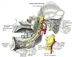 Lesser petrosal nerve