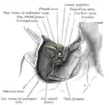 Dissection showing origins of right ocular muscles, and nerves entering by the superior orbital fissure.