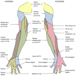 Diagram of segmental distribution of the cutaneous nerves of the right upper extremity.