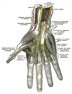 Deep palmar nerves