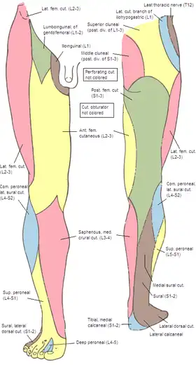 Cutaneous nerves of the right lower extremity. Front and posterior views.