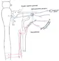 Sympathetic connections of the sphenopalatine and superior cervical ganglia.