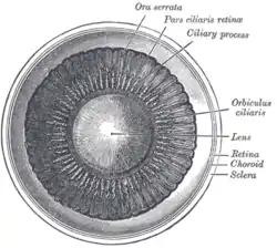 Interior of anterior half of bulb of eye.