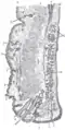 Sagittal section through the upper eyelid.