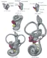 Lateral views of membranous labyrinth and acoustic complex. X 25 dia.