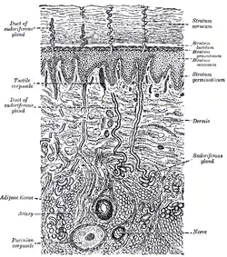 A diagrammatic sectional view of the skin (magnified).