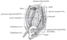 The primitive mesentery of a six weeks’ human embryo, half schematic.