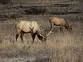 Grazing Elk in Yellowstone National Park