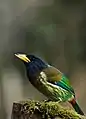 Great Barbet