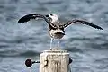 Juvenile, Cape May Point, New Jersey