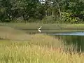 Egret