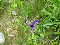 Iris hookeri