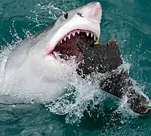 Great white shark feeding