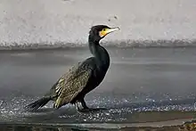 Great cormorant