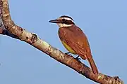 Great kiskadee