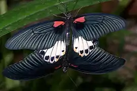 Mating pair