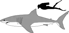 Illustration showing a shark and a human diver. The shark is about three times longer than the human.