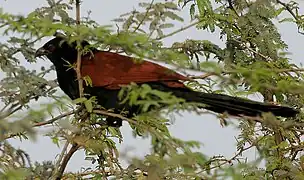 near Hodal, Faridabad, Haryana, India