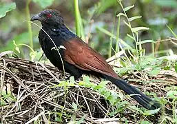 In  Kolkata, West Bengal, India