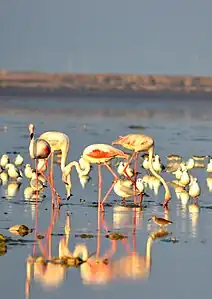 Greater flamingo, Jamnagar