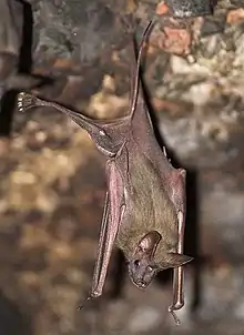 The image is a drawing of a bat