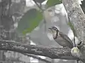 Greater Necklaced Laughing Thrush