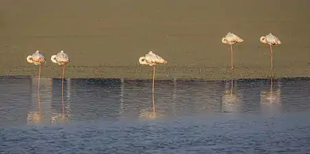 Resting heads, Bahrain