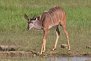 Juvenile maleChobe National Park, Botswana