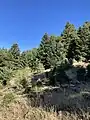 Greek Fir (Abies cephalonica) on the lower slopes of Erymanthos.