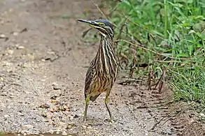 juvenile B. s. atricapillaGhana