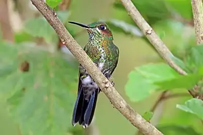 Juvenile H. j. henryi