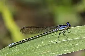 Green-eyed dancerA. frequentula female