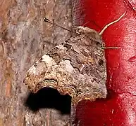 Female, Temagami, Ontario, Canada