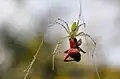 Green Lynx vs Pisauridae, IN