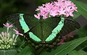 Brilliant green of emerald swallowtail,  Papilio palinurus, is created by arrays of microscopic bowls that reflect yellow directly and blue from the sides.