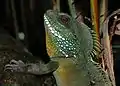 Chinese water dragon (Physignathus cocincinus)