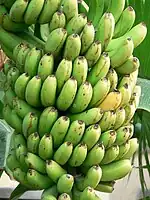 Green bananas