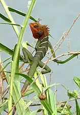 Dorsal view