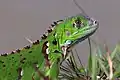 Juvenile green iguana, Grand Cayman