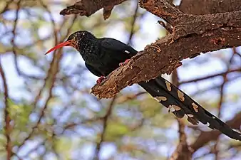 P. p. niloticus at Lake Baringo, Kenya