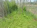 Greenery at Kambalakonda Eco Park