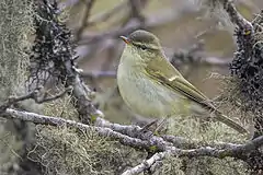 A greenish warbler, Phylloscopus trochiloides