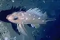 Versatile rockfish can be found living in almost any habitat from rocky bottoms to sand and mud, and from vertical faces to horizontal plains.