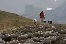 Image 45Sheep in Écrins National Park (France) (from Livestock)