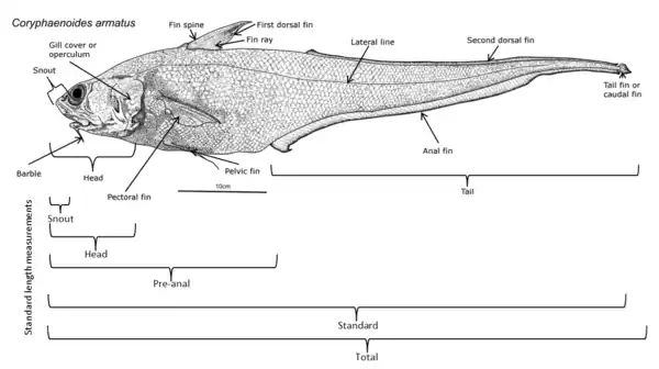 Image 76An annotated diagram of the basic external features of an abyssal grenadier and standard length measurements. (from Deep-sea fish)