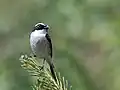 Male at 8,000 ft.in Kullu - Manali District of Himachal Pradesh, India